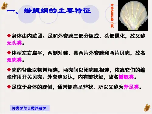 瓣鳃纲贝类的形态构造与生理课件PPT