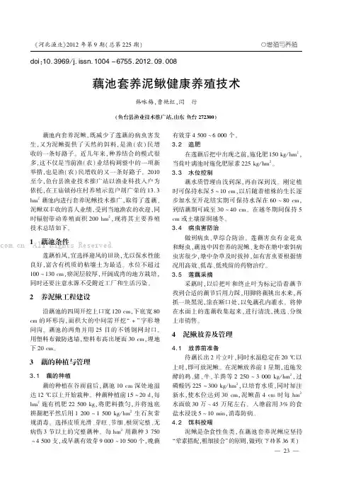 藕池套养泥鳅健康养殖技术