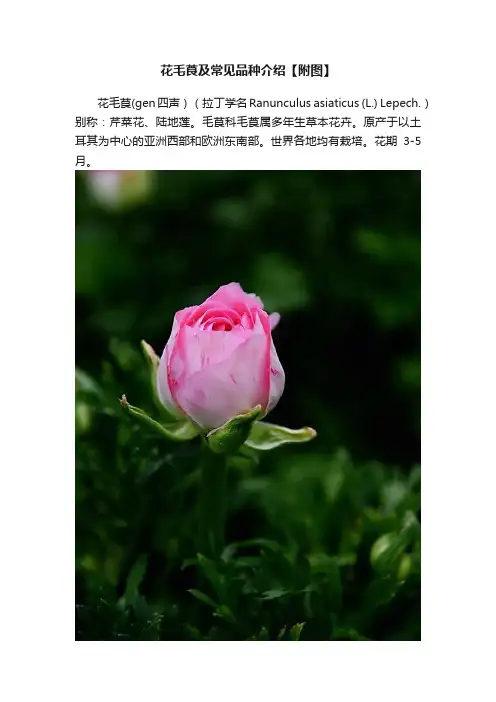 花毛莨及常见品种介绍【附图】