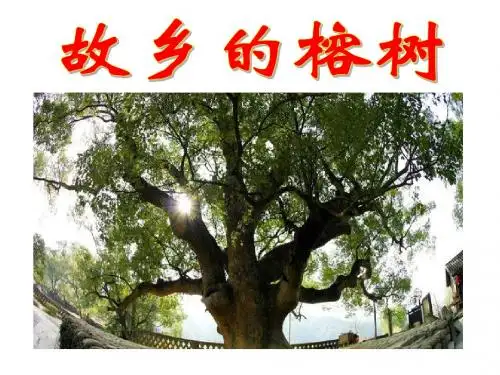 故乡的榕树