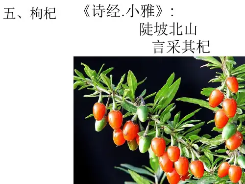 药用植物学PPT课件