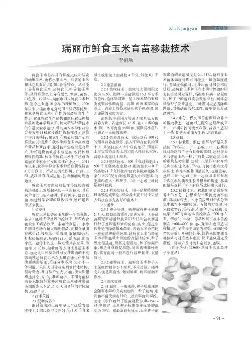 瑞丽市鲜食玉米育苗移栽技术