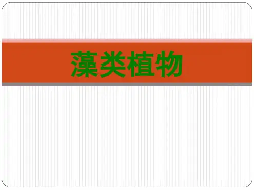 六年级下册生物课件 311藻类植物课件7鲁科版