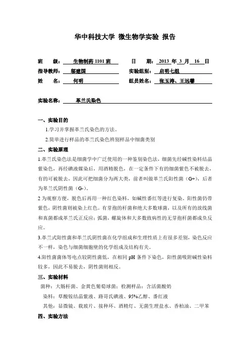 微生物实验3之革兰氏染色