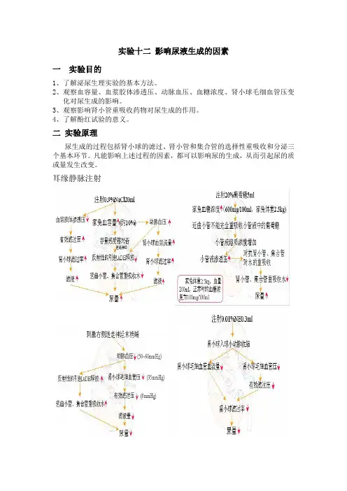 影响尿液生成的因素
