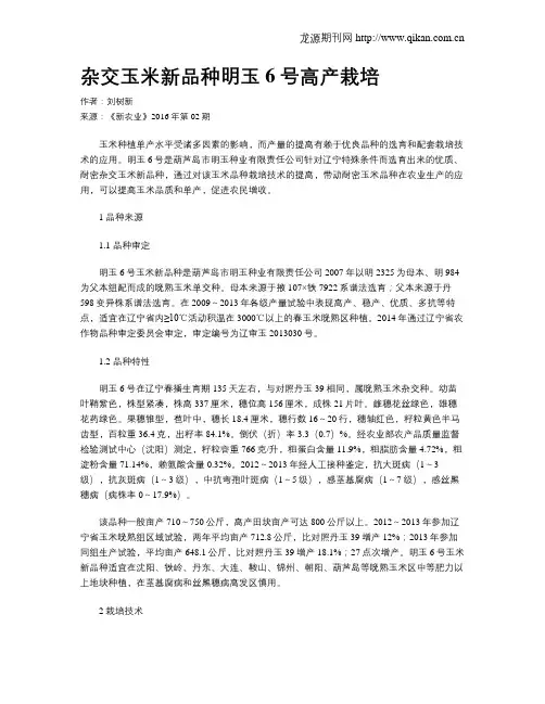 杂交玉米新品种明玉6号高产栽培