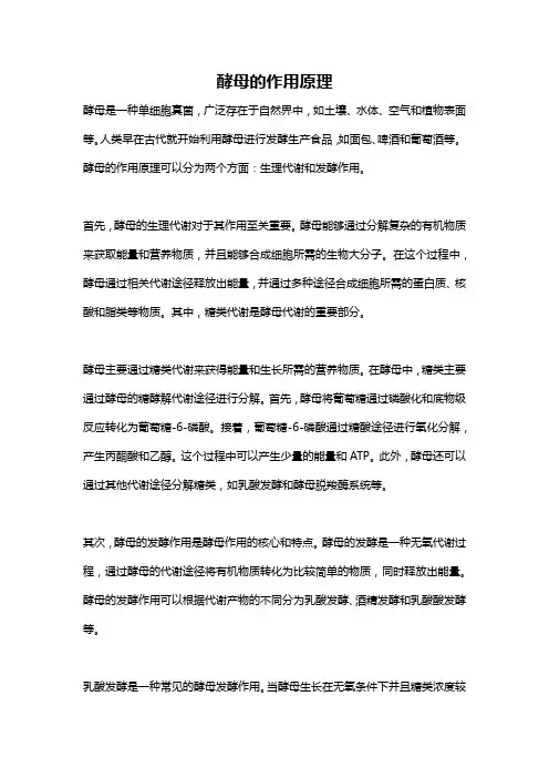 酵母的作用原理
