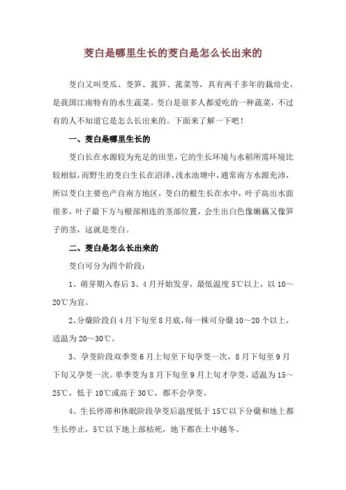 茭白是哪里生长的 茭白是怎么长出来的