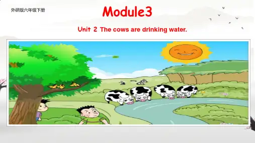 Module3Unit2Thecowsaredrinkingwater(课件)英语六年级下册