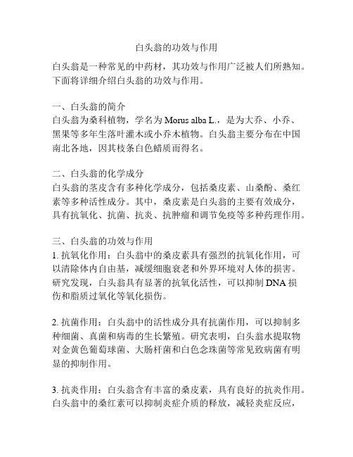 白头翁的功效与作用