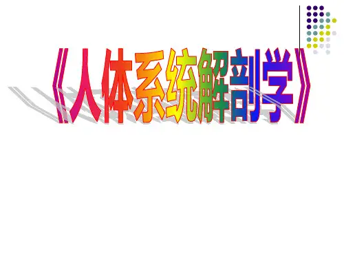 人体解剖学课件-PPT