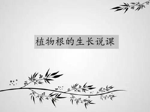苏教版生物七上3.5.2 植物根的生长 说课课件(共23张PPT)