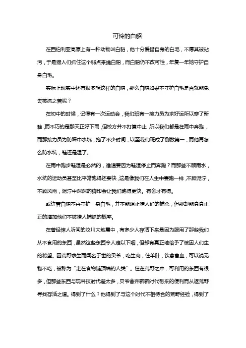 可怜的白貂800作文范文