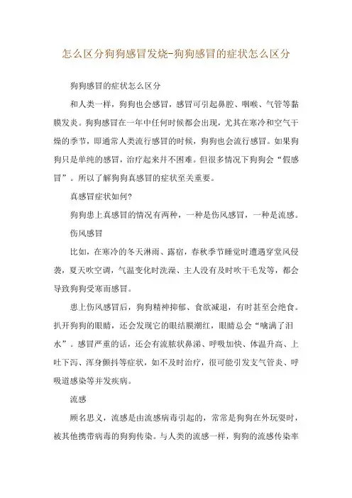 怎么区分狗狗感冒发烧-狗狗感冒的症状怎么区分