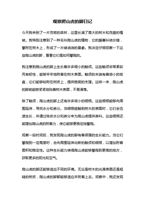 观察爬山虎的脚日记