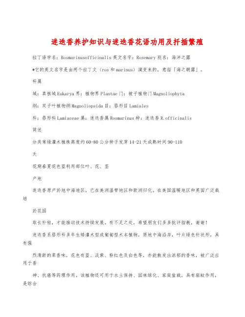 迷迭香养护知识与迷迭香花语功用及扦插繁殖
