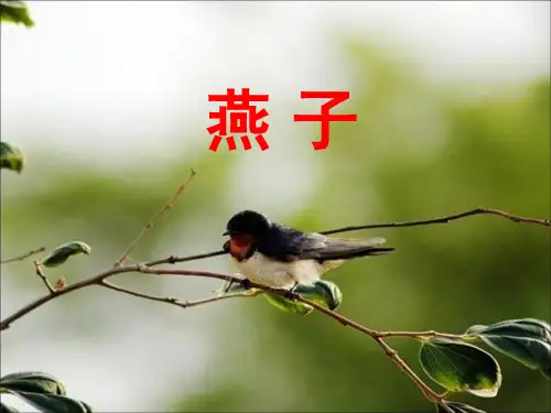 部编版三年级语文下册《燕子》教学课件(内容详解)