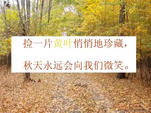 苏教版小学语文第九册习作3《秋天的树叶》课件
