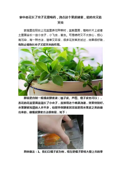家中养花长了虫子无需喷药，浇点这个果皮酵素，能防虫又能灭虫