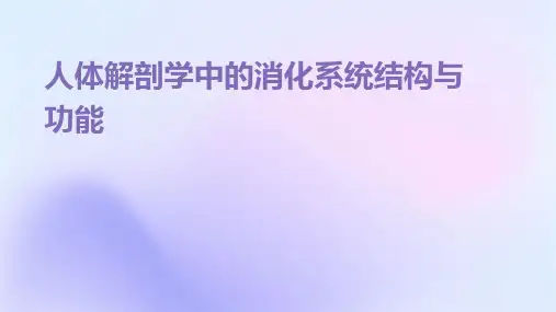 人体解剖学中的消化系统结构与功能