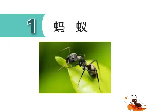 《蚂蚁》PPT教学课件
