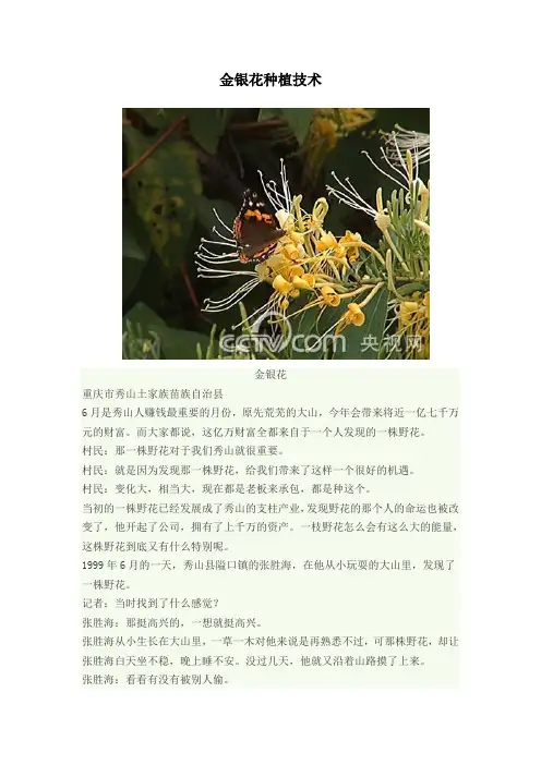 金银花种植技术