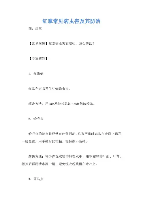 红掌常见病虫害及其防治