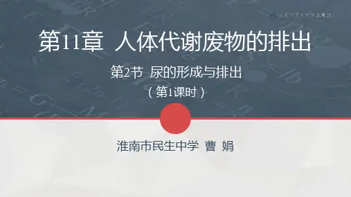北师版生物七年级下册第11章第2节《尿的形成与排出》课件(第1课时)(配套)