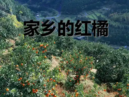 《家乡的红橘》PPT课件三