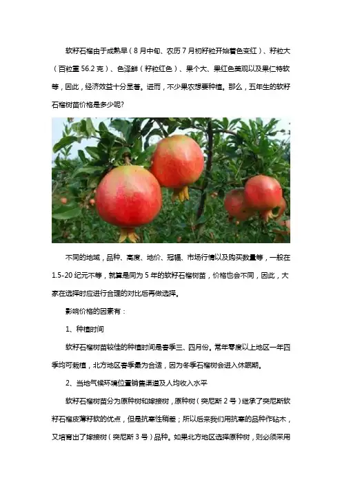 五年软籽石榴树苗多少钱一颗