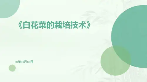 白花菜的栽培技术