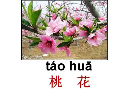 苏教版一年级语文上册《冰花》