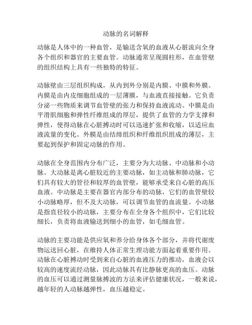 动脉的名词解释