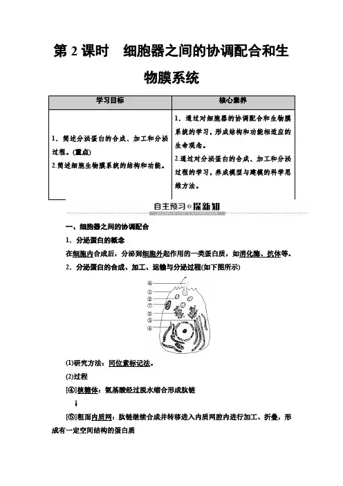 2019-2020新人教版生物必修1 第3章 第2节 第2课时 细胞器之间的协调配合和生物膜系统