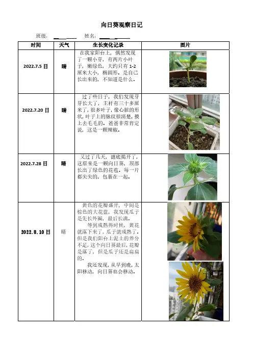 向日葵观察日记