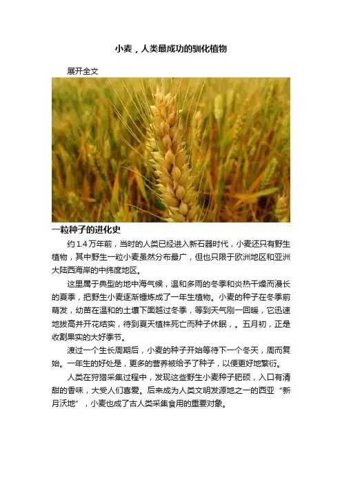 小麦，人类最成功的驯化植物