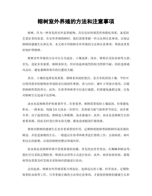 榕树室外养殖的方法和注意事项
