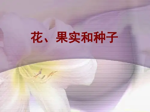 四年级下册科学课件-2.3 花 果实和种子｜教科版 (共23张PPT)