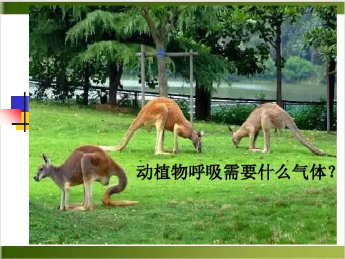 人教版初中化学九上 氧气 课件(19张PPT)