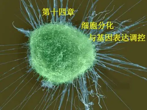 第14章 细胞分化与基因表达调控