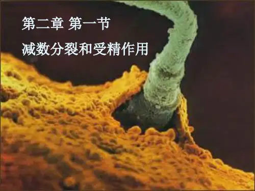 新版人教版减数分裂(共30张PPT)学习演示PPT课件