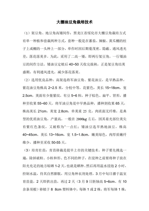 大棚油豆角栽培技术
