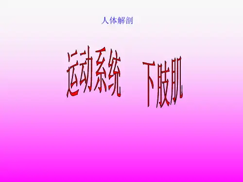 人体解剖-骨骼肌-下肢肌
