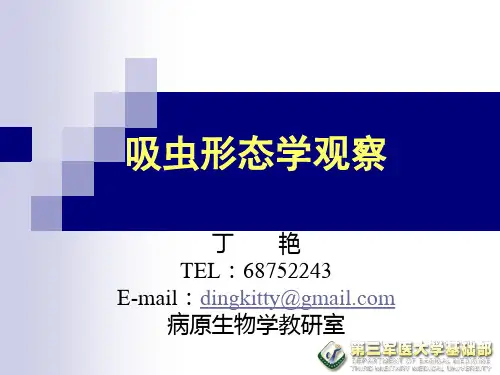 吸虫形态学观察