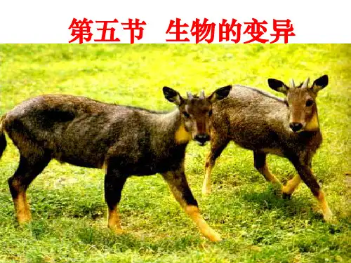 人教版八年级生物下册7-2-5生物的变异 课件