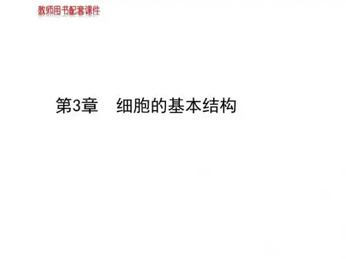 高三生物一轮复习课件：3.1细胞膜、细胞核(人教必修1)