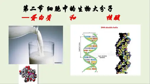 细胞中的生物大分子——蛋白质和核酸