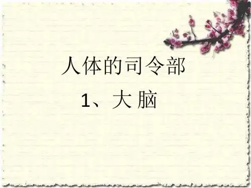 五年级科学下册大脑2