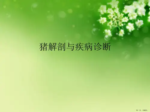 猪解剖与疾病诊断
