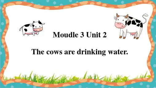 M3 U2 The cows are drinking water课件-六年级英语下册(外研版三起)